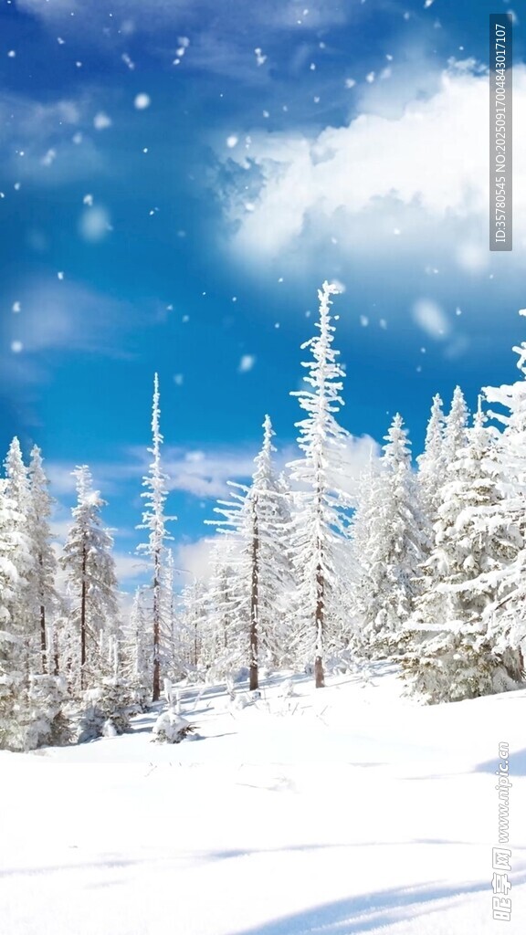 冬日雪景中的挺拔松林