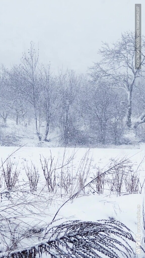 冬日雪景中的蕭瑟樹林