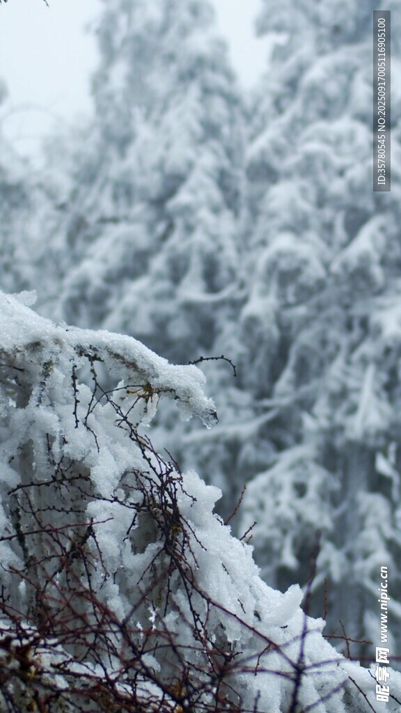 雪覆山林景