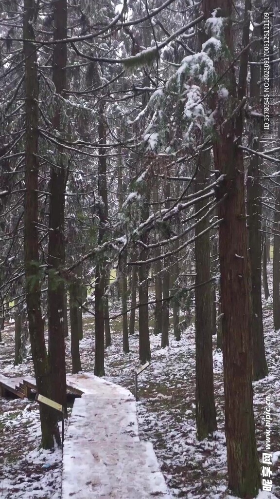 雪覆林間小徑