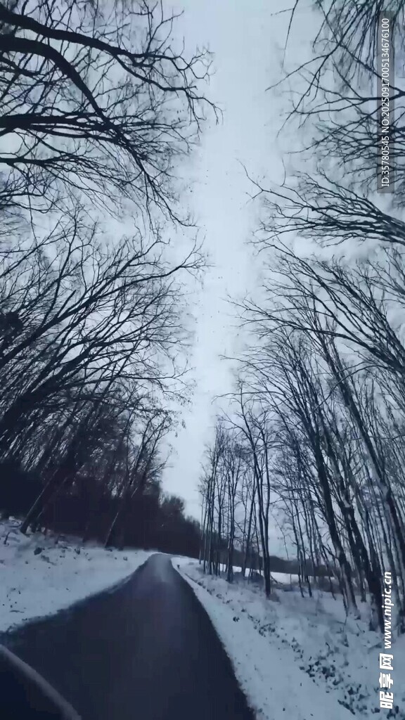 冬日雪林公路美景