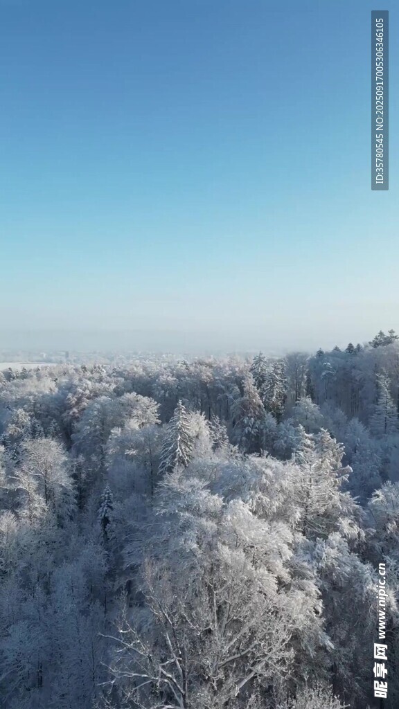 冬日雪覆森林美景