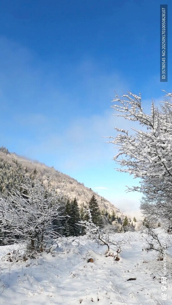冬日雪景中的山林樹木