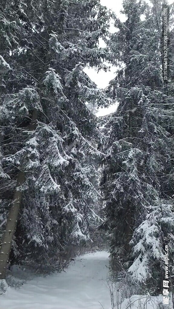 雪覆松林冬日靜謐景致