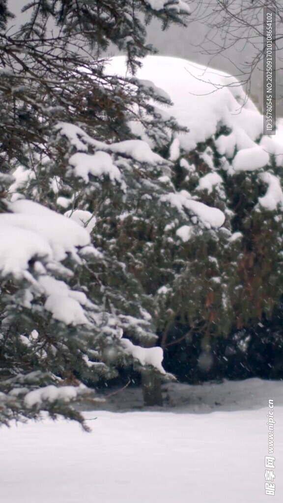 雪覆樹木的冬日美景