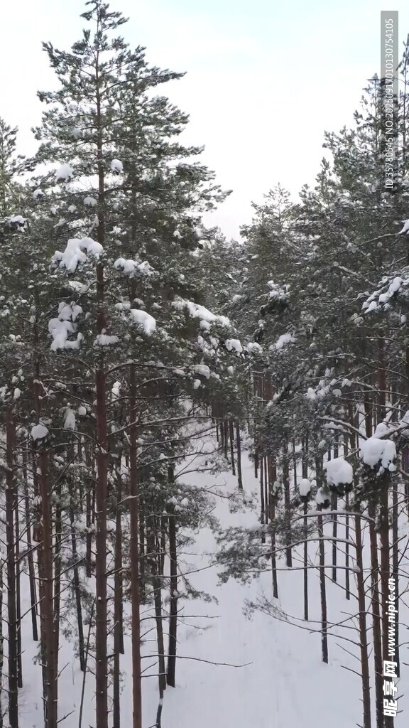 雪覆松林美景