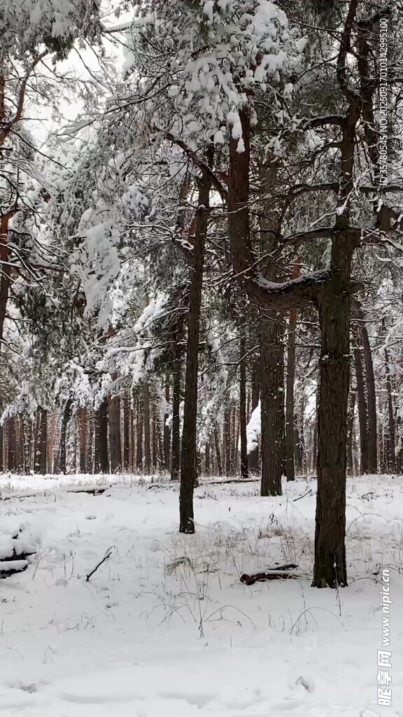 冬日雪覆松林美景