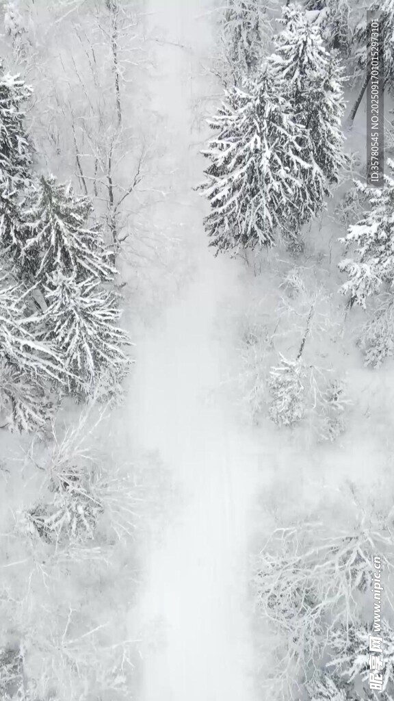 冬日雪景中的銀白樹林