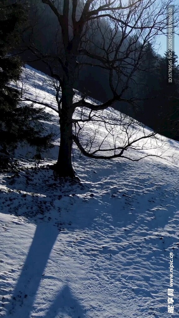 冬日雪林孤樹的靜謐景象
