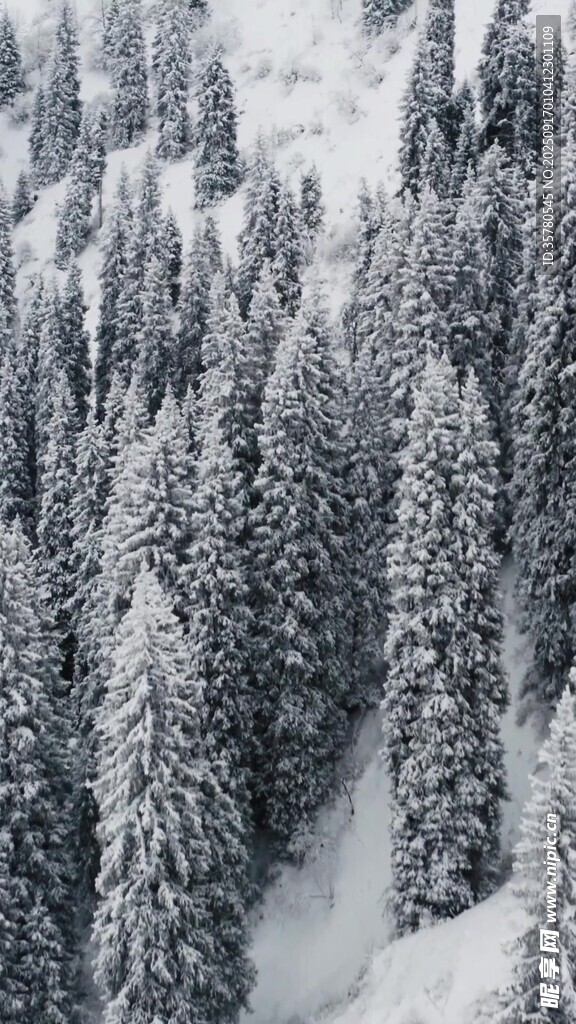 雪覆山林美景