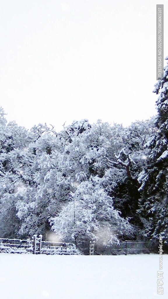 冬日雪景銀裝素裹的樹(shù)林
