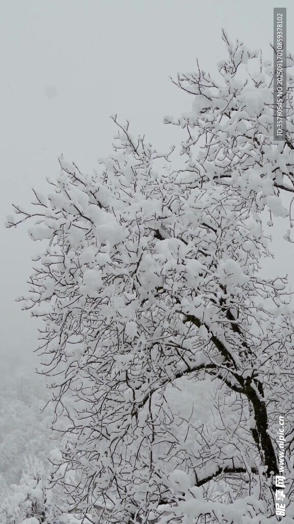 雪覆枝頭景