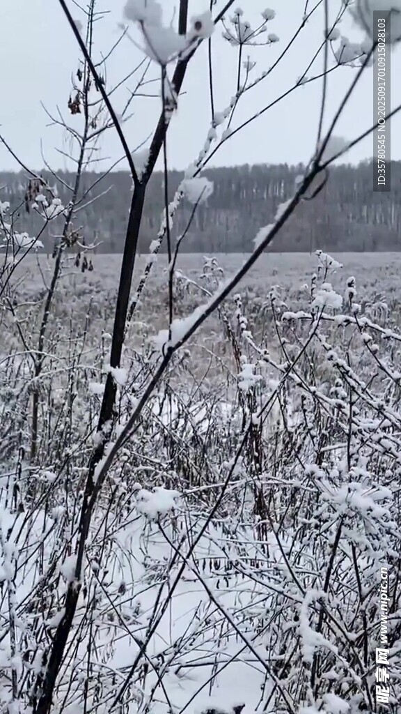 冬日雪景中的蕭瑟樹枝