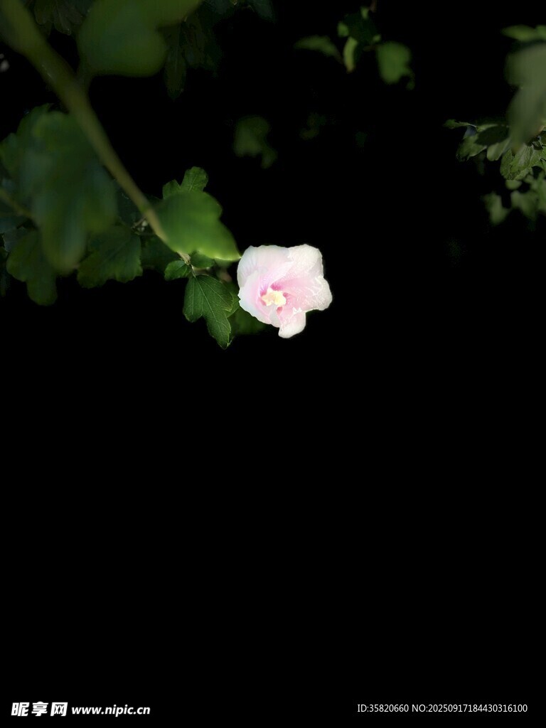 一朵向下延伸的木槿花