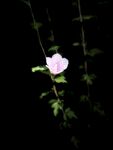 一朵木槿花