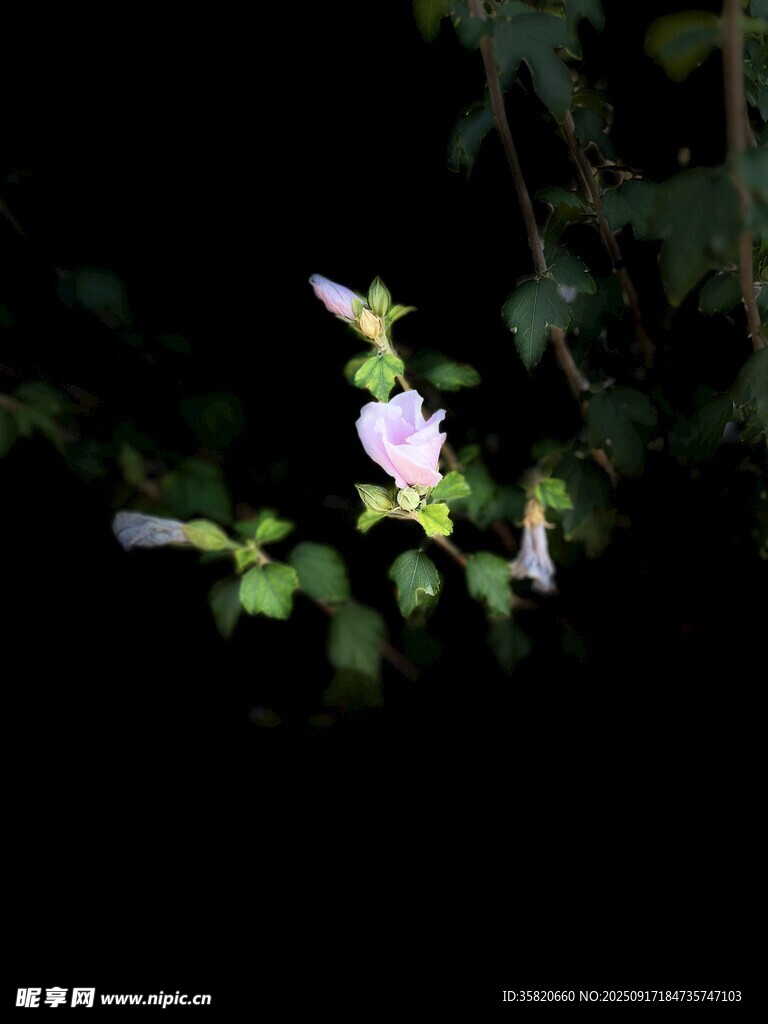 未綻放的木槿花