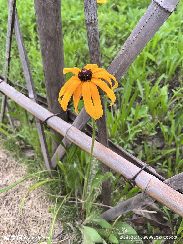 一朵黑心菊 黑心金光菊 黑眼菊