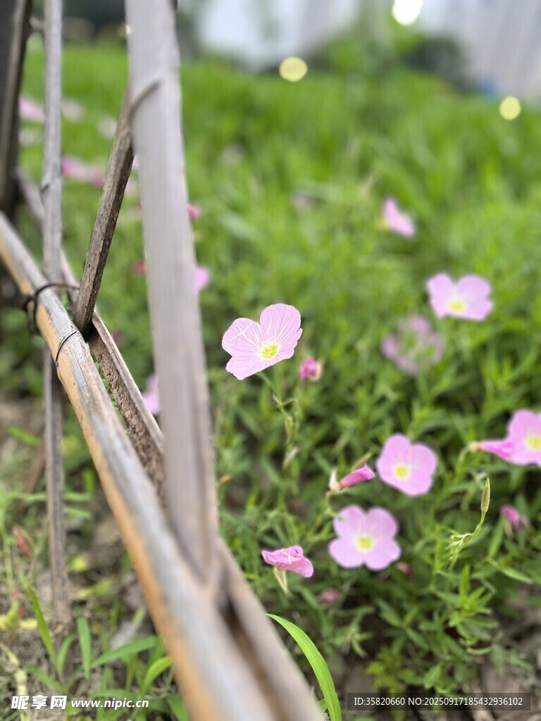 一從月見草