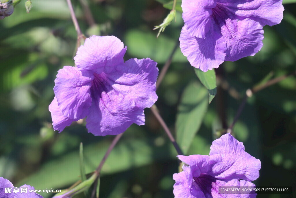 藍(lán)花草