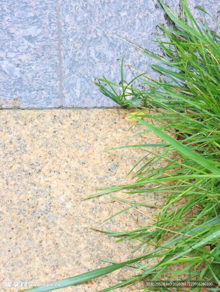 墻角邊的翠綠野草