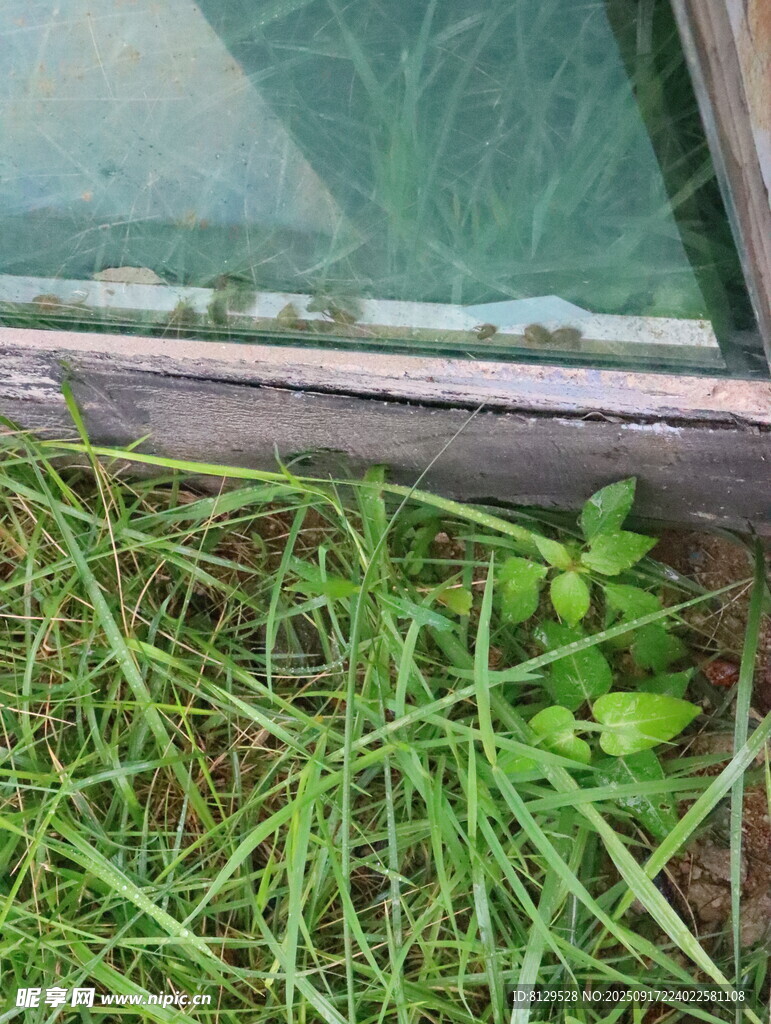 窗邊嫩綠青草
