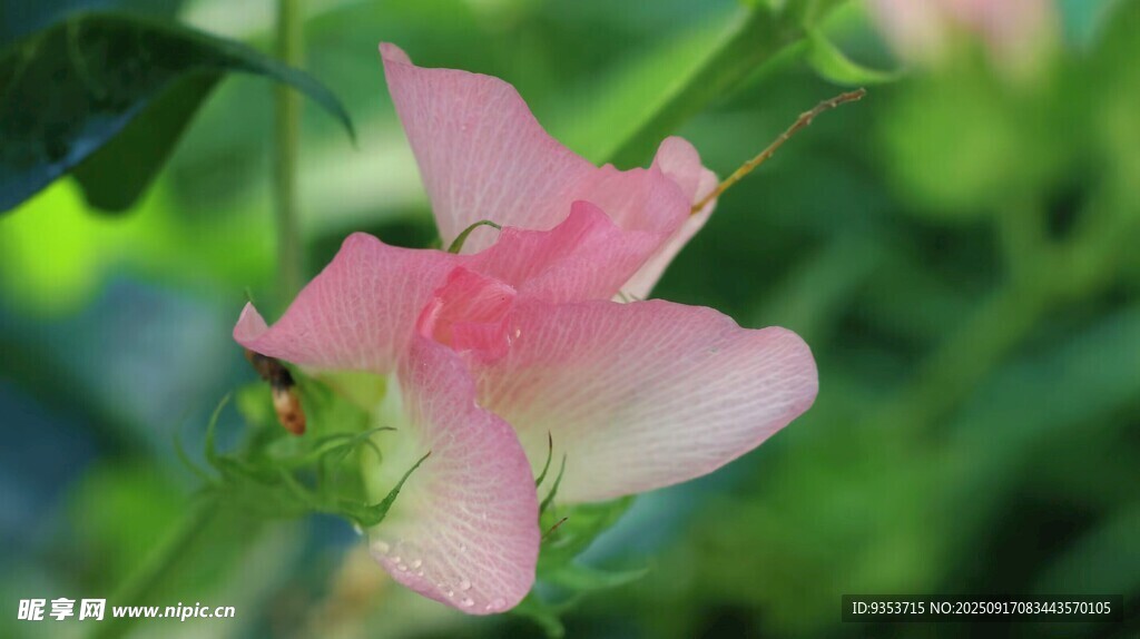 嬌艷粉色木槿花特寫