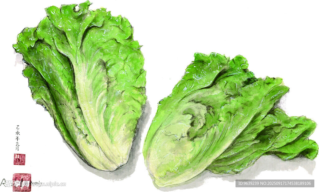 兩顆鮮嫩生菜