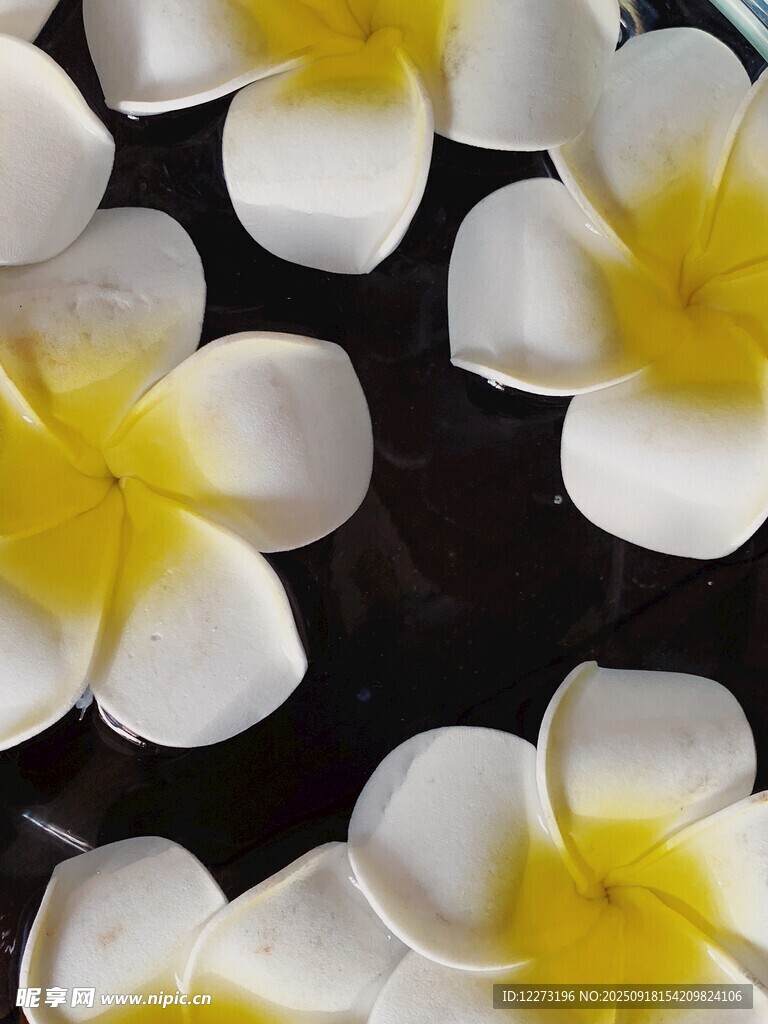 白色雞蛋花特寫(xiě)