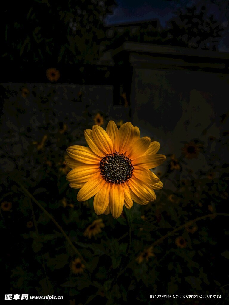 夜幕下的向日葵