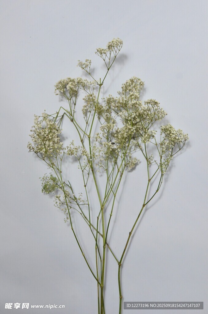 白色小花植物特寫
