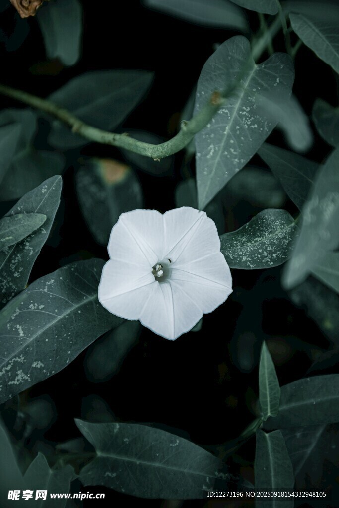 白色小花綻于綠葉間