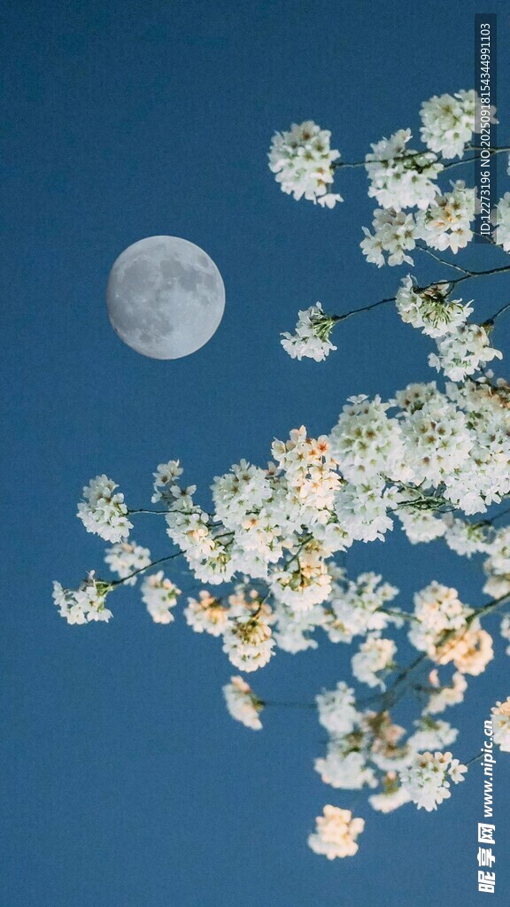 月夜下的繁花綻放
