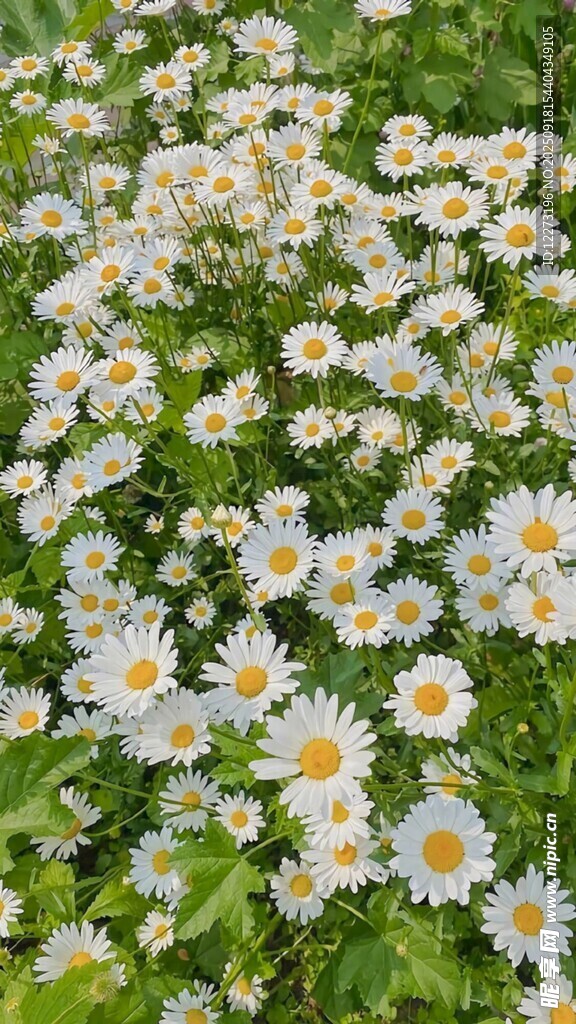 爛漫雛菊綻放于綠野