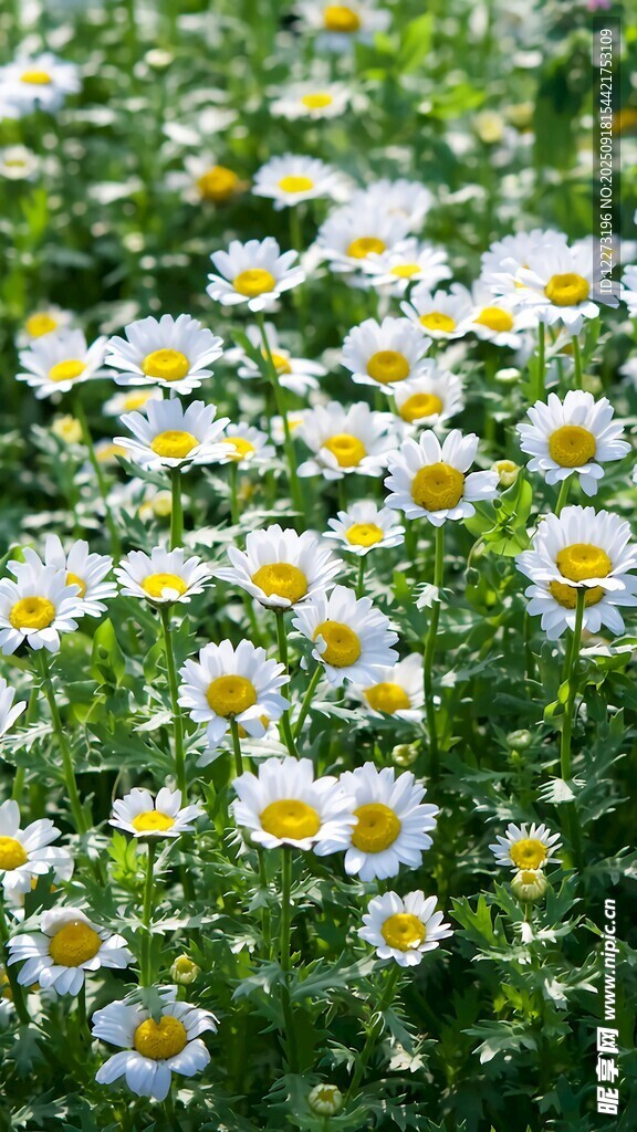 爛漫雛菊綻放綠意間