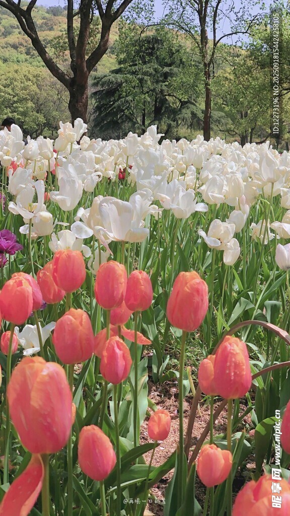 春日爛漫郁金香花海