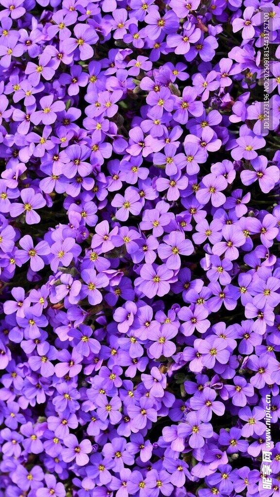 紫色爛漫花叢