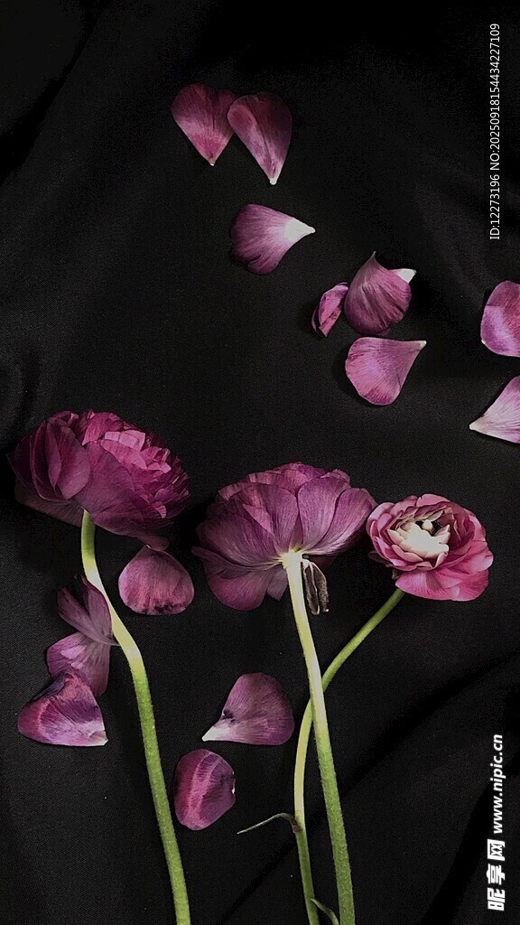 紫色花朵與散落花瓣