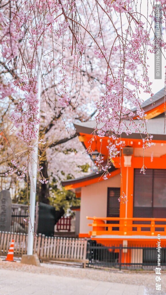 日式庭院櫻花下的建筑
