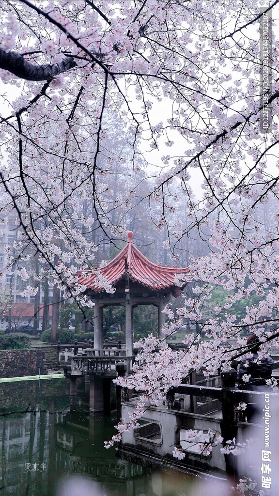櫻花爛漫中的古典亭閣