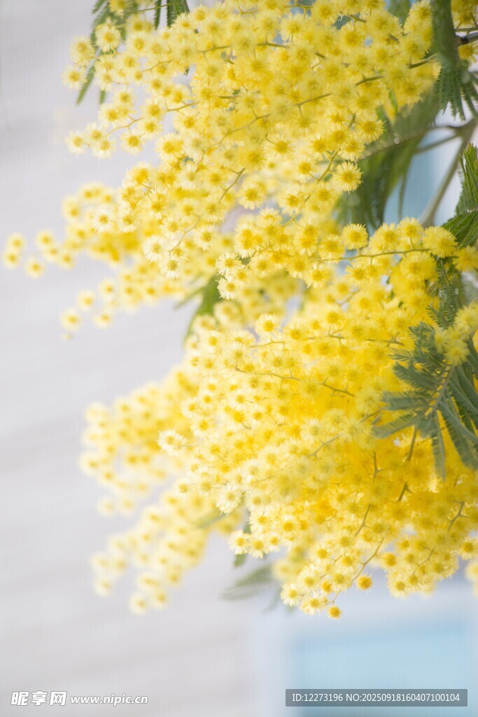 金黃含羞草花綻放