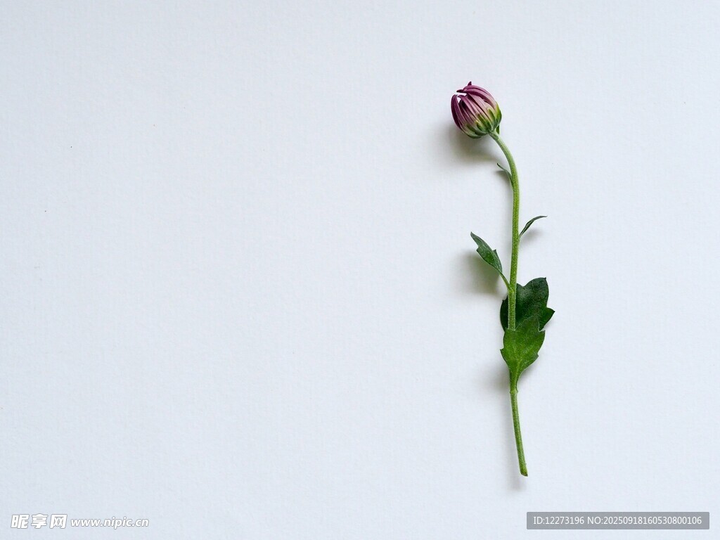 單枝紫花特寫(xiě)