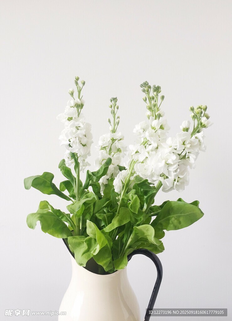 白色花瓶中的清新白花綠植