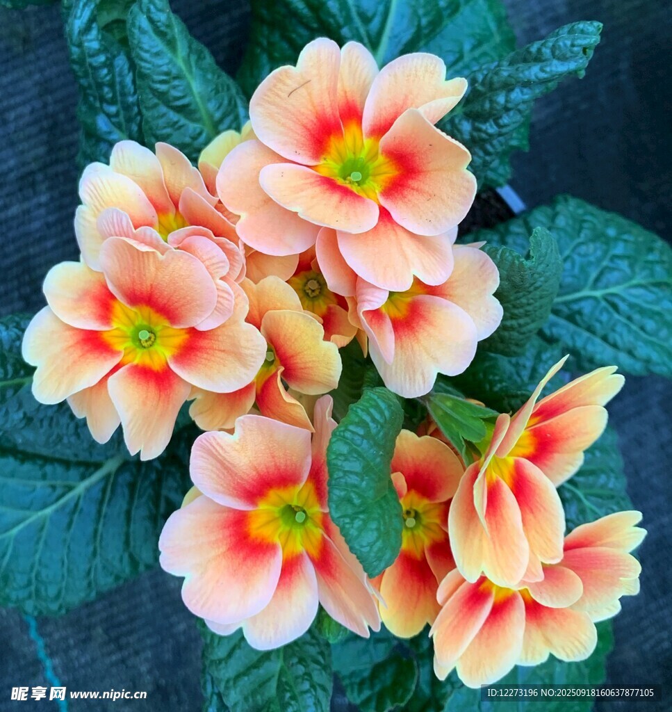 粉色報春花綻放