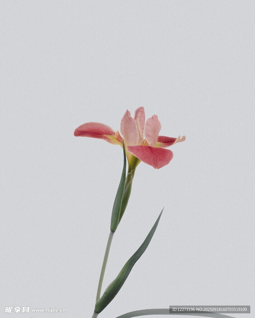 單枝粉色花朵特寫