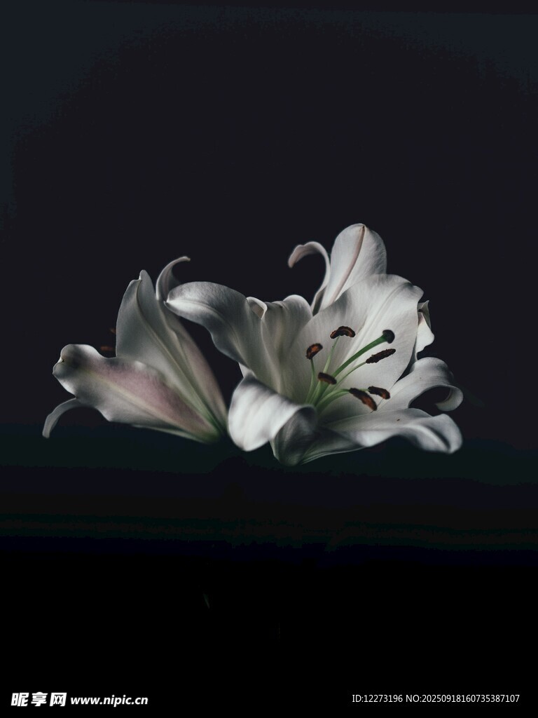 優(yōu)雅綻放的白色百合花