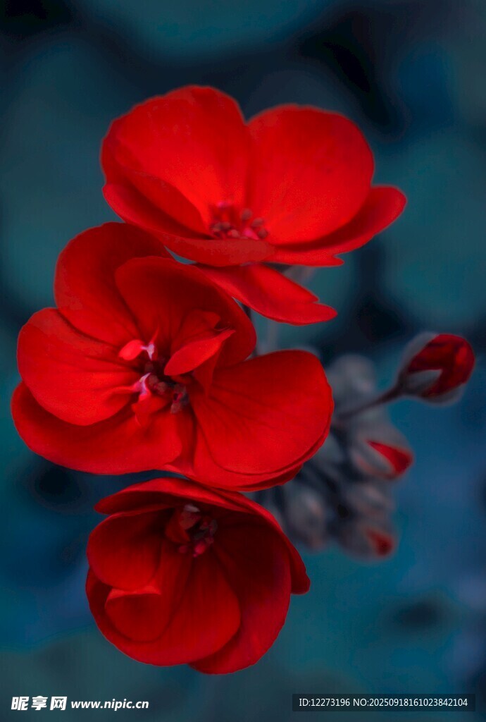 艷麗紅花朵 