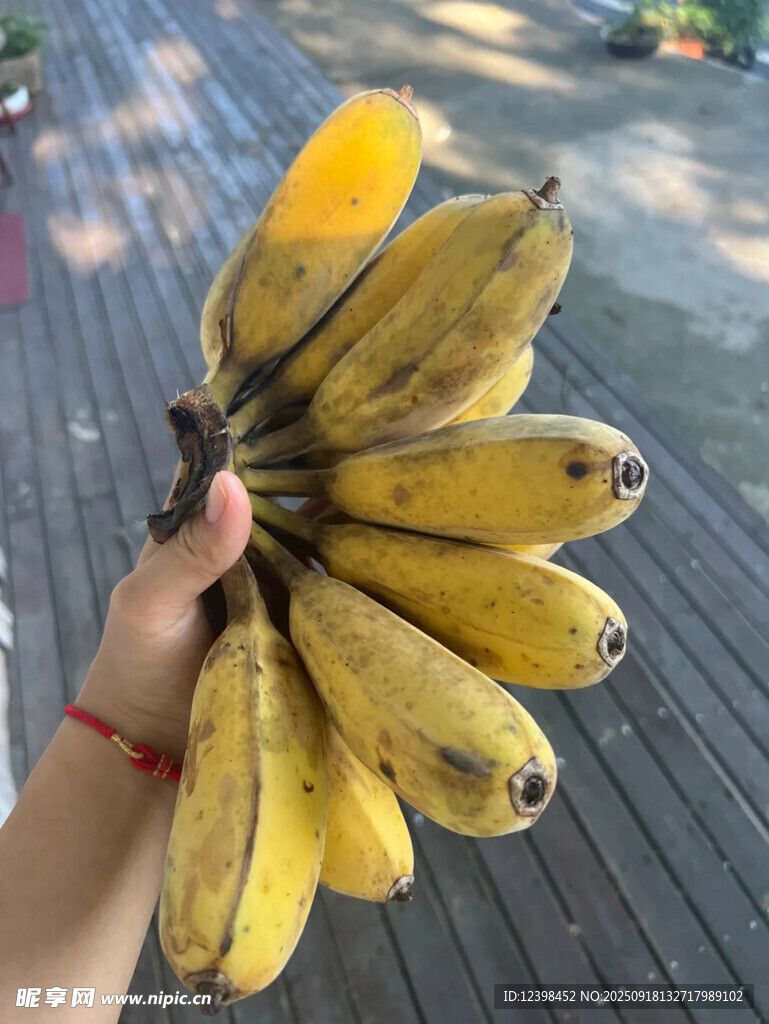 手捧一串成熟的黃色香蕉