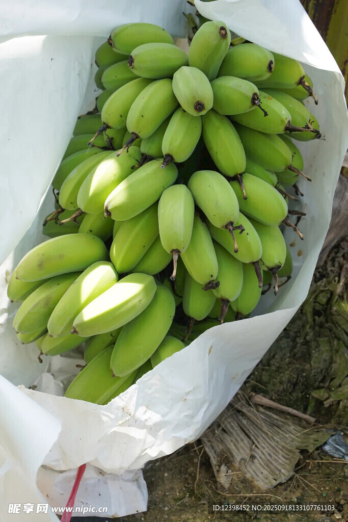 袋裝青嫩香蕉待售