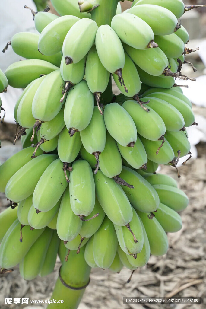 樹上成串的青香蕉