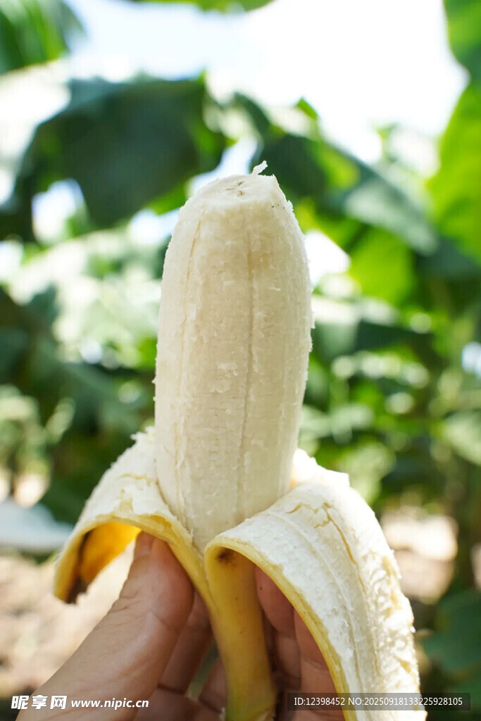 剝開的新鮮香蕉